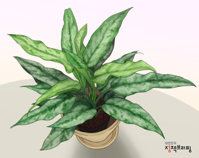 아글라오네마 실버퀸