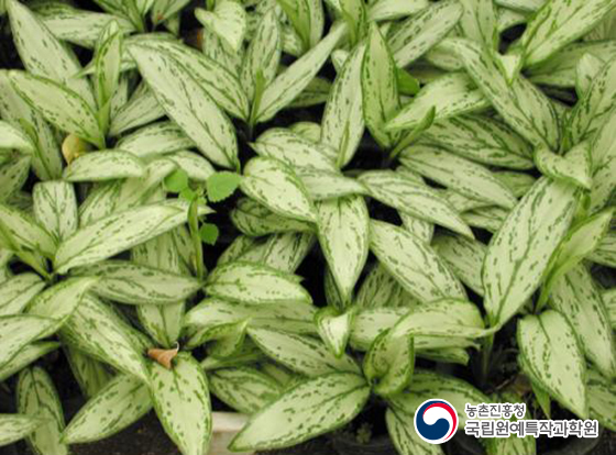 아글라오네마 실버퀸