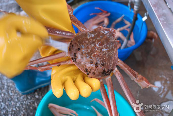 다리가 붉을수록 살이 꽉 차 있을 확률이 높다 - 한국관광공사