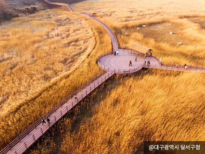 끝없이 펼쳐진 억새밭과 산책로 - @대구광역시 달서구청