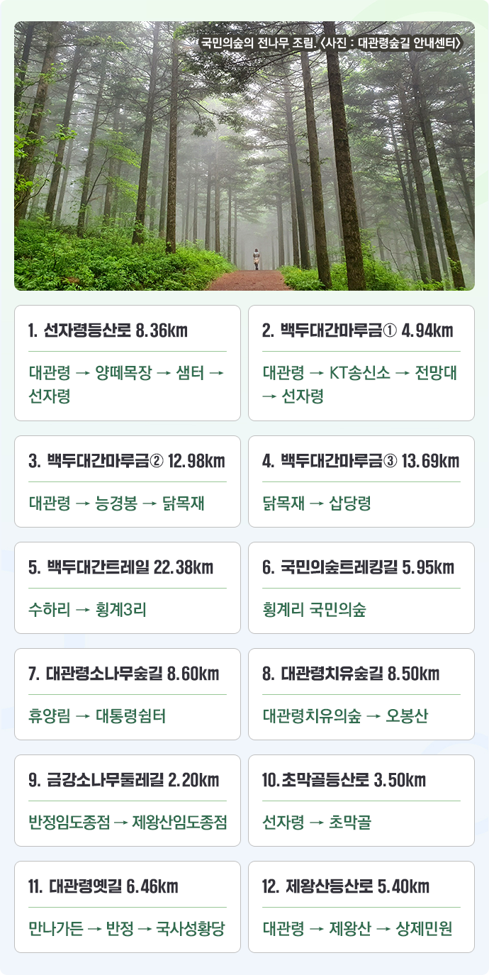 국민의숲의 전나무 조림. 〈사진 : 대관령숲길 안내센터〉 1. 선자령등산로 8.36km 대관령 → 양떼목장 → 샘터 → 선자령, 2. 백두대간마루금① 4.94km 대관령 → KT송신소 → 전망대 → 선자령, 3. 백두대간마루금② 12.98km 대관령 → 능경봉 → 닭목재 4. 백두대간마루금③ 13.69km 닭목재 → 삽당령, 5. 백두대간트레일 22.38km 수하리 → 횡계3리, 6. 국민의숲트레킹길 5.95km 횡계리 국민의숲, 7. 대관령소나무숲길 8.60km 휴양림 → 대통령쉼터, 8. 대관령치유숲길 8.50km 대관령치유의숲 → 오봉산, 9. 금강소나무둘레길 2.20km 반정임도종점 → 제왕산임도종점, 10.초막골등산로 3.50km 선자령 → 초막골, 11. 대관령옛길 6.46km 만나가든 → 반정 → 국사성황당, 12. 제왕산등산로 5.40km 대관령 → 제왕산 → 상제민원