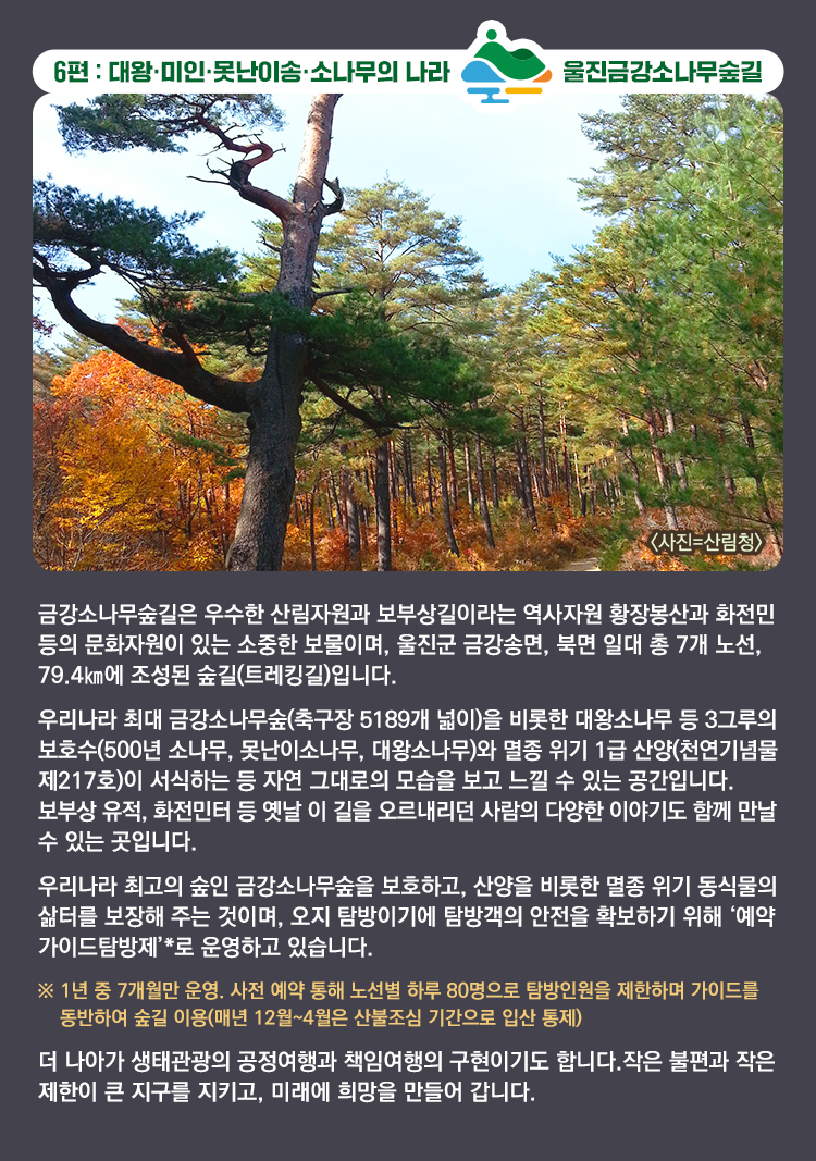 6편 : 대왕·미인·못난이송·소나무의 나라 울진금강소나무숲길 〈사진=산림청〉 금강소나무숲길은 우수한 산림자원과 보부상길이라는 역사자원 황장봉산과 화전민 등의 문화자원이 있는 소중한 보물이며, 울진군 금강송면, 북면 일대 총 7개 노선, 79.4㎞에 조성된 숲길(트레킹길)입니다. 우리나라 최대 금강소나무숲(축구장 5189개 넓이)을 비롯한 대왕소나무 등 3그루의 보호수(500년 소나무, 못난이소나무, 대왕소나무)와 멸종 위기 1급 산양(천연기념물 제217호)이 서식하는 등 자연 그대로의 모습을 보고 느낄 수 있는 공간입니다. 보부상 유적, 화전민터 등 옛날 이 길을 오르내리던 사람의 다양한 이야기도 함께 만날 수 있는 곳입니다. 우리나라 최고의 숲인 금강소나무숲을 보호하고, 산양을 비롯한 멸종 위기 동식물의 삶터를 보장해 주는 것이며, 오지 탐방이기에 탐방객의 안전을 확보하기 위해 ‘예약 가이드탐방제’*로 운영하고 있습니다. ※ 1년 중 7개월만 운영. 사전 예약 통해 노선별 하루 80명으로 탐방인원을 제한하며 가이드를 동반하여 숲길 이용(매년 12월~4월은 산불조심 기간으로 입산 통제) 더 나아가 생태관광의 공정여행과 책임여행의 구현이기도 합니다.작은 불편과 작은 제한이 큰 지구를 지키고, 미래에 희망을 만들어 갑니다.