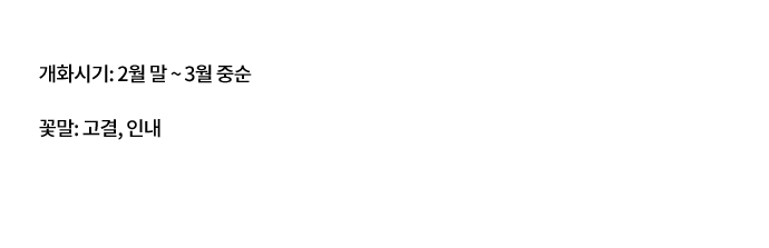 고결한 봄의 전령사 매화 개화시기: 2월 말 ~ 3월 중순 꽃말: 고결, 인내 찬바람 부는 늦겨울에 가장 먼저 꽃을 피우는 봄의 전령사. 특유의 생명력으로 난초, 국화, 대나무와 함께 선비의 절개를 상징한다. 겨울에 피는 꽃이라는 의미로 조매(早梅), 동매(冬梅), 설중매(雪中梅)라고도 불린다.