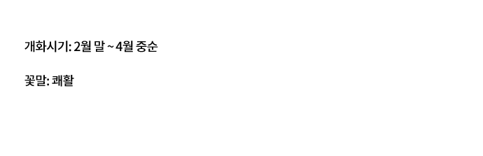 매혹적인 노란 물결 유채 개화시기: 2월 말 ~ 4월 중순 꽃말: 쾌활 황량한 들판을 노랗게 물들이는 풍경 치트키. 가공을 통해 유채기름과 쌈채소를 얻을 수 있는 유용한 식물이다. 아기자기한 생김새와 쨍한 색감 덕분에 경관농업용으로도 많이 재배하며, 제주도나 낙동강변 유채밭이 특히 유명하다.