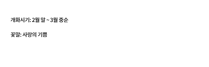 사랑스러운 핑크카펫 철쭉 개화시기: 2월 말 ~ 3월 중순 꽃말: 사랑의 기쁨 벚꽃엔딩 후 아쉬운 마음을 달래줄 마지막 봄꽃. 대부분 산에서 자라기 때문에 이맘때면 능선이 핑크빛으로 물드는 독특한 풍경을 볼 수 있다. 진달래와 비슷하게 생겼지만 소량의 독이 있어 함부로 만지거나 먹지 않도록 주의해야 한다.