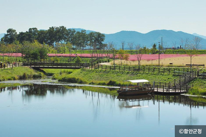 공원 내 연못 주변으로는 봄에는 금계국, 가을에는 핑크뮬리로 가득하다. - ⓒ함안군청