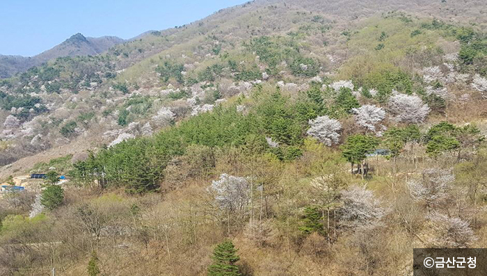 자진뱅이산벚꽃 이미지