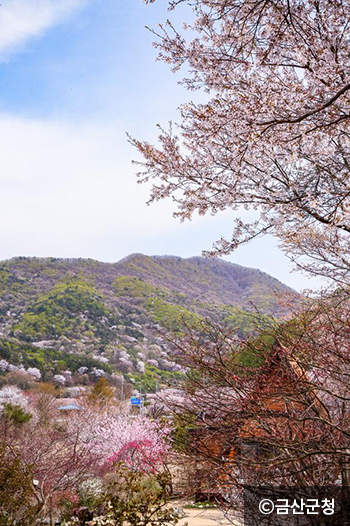 자진뱅이산벚꽃 이미지