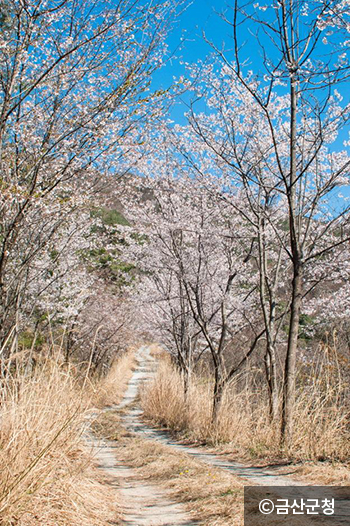 자진뱅이산벚꽃 이미지
