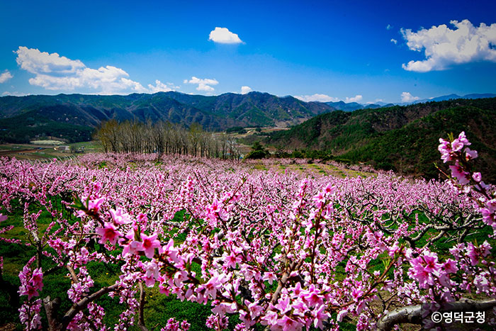 복사꽃이 절정을 이룬 영덕복사꽃마을(지품면 삼화2리 일대) - ©영덕군청