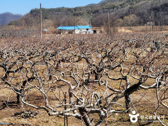 지품면과 영덕읍이 이어진 국도34호선 주변으로 복숭아밭이 많다. - ©한국관광공사