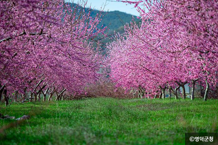 핑크빛 복사꽃과 연둣빛 초지가 어우러진 지품면 복숭아밭 - ⓒ영덕군청