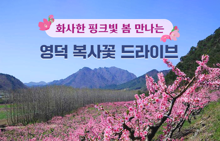 화사한 핑크빛 봄 만나는 영덕 복사꽃 드라이브