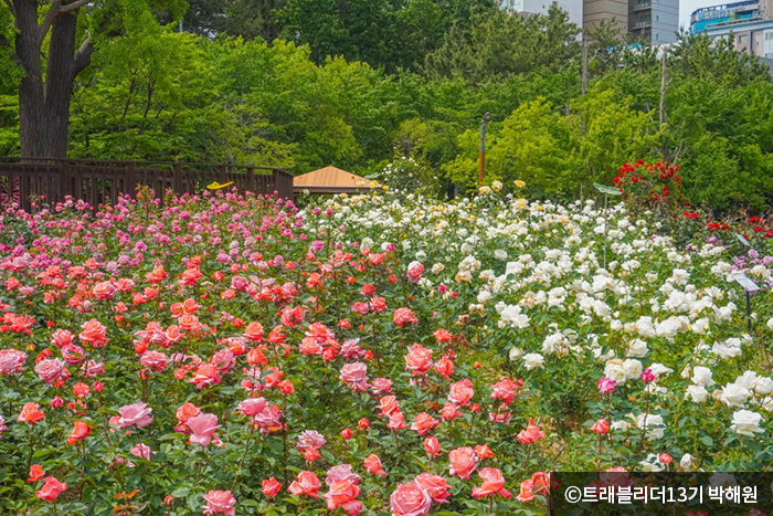 부산 화명동 장미원 - © 트래블리더 13기 박해원 