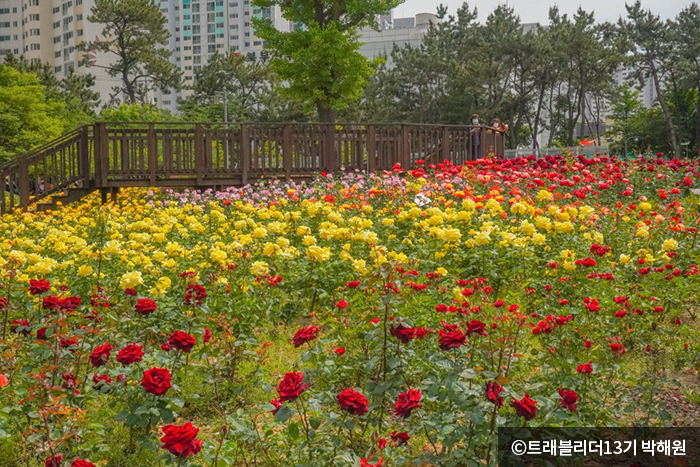 부산 화명동 장미원 - © 트래블리더 13기 박해원 