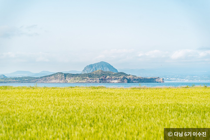 청보리밭 뒤로 보이는 마라도와 제주도 본섬 - ⓒ 다님 6기 이수진