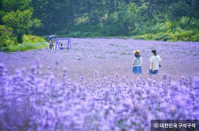 청농원 보라색 라벤더 가든 - © 대한민국 구석구석