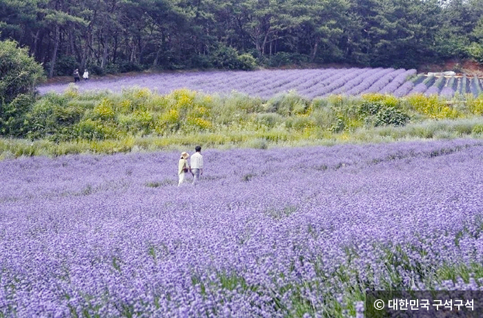 정원을 따라 펼쳐진 라벤더 꽃 물결 - © 대한민국 구석구석