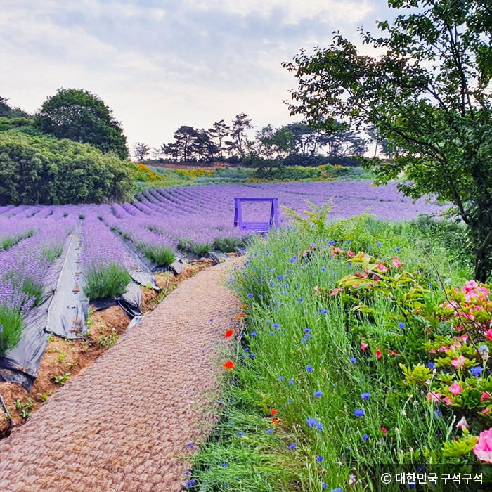 정원을 따라 펼쳐진 라벤더 꽃 물결 - © 대한민국 구석구석