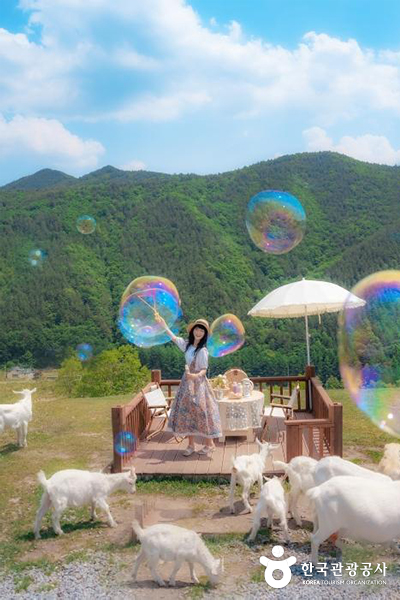 산양과 함께 즐기는 감성 피크닉 - ⓒ 한국관광공사