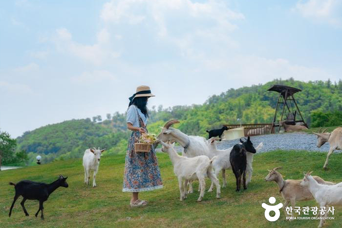 산양에게 먹이를 주기 - © 한국관광공사