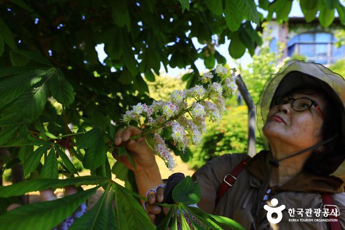 꽃 피운 마로니에나무 - ⓒ 한국관광공사