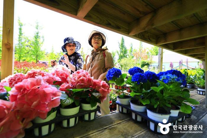 허브샵 꽃화분 판매 - ⓒ 한국관광공사