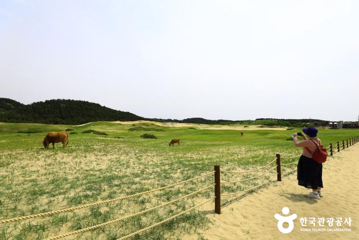 신두리 해안사구 탐방로 방목 풍경 - ⓒ 한국관광공사
