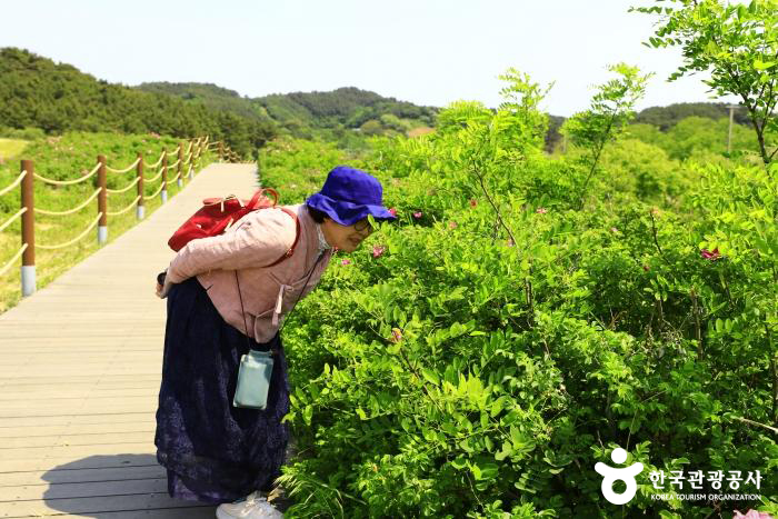 신두리 해안사구 탐방로 해당화 - ⓒ 한국관광공사