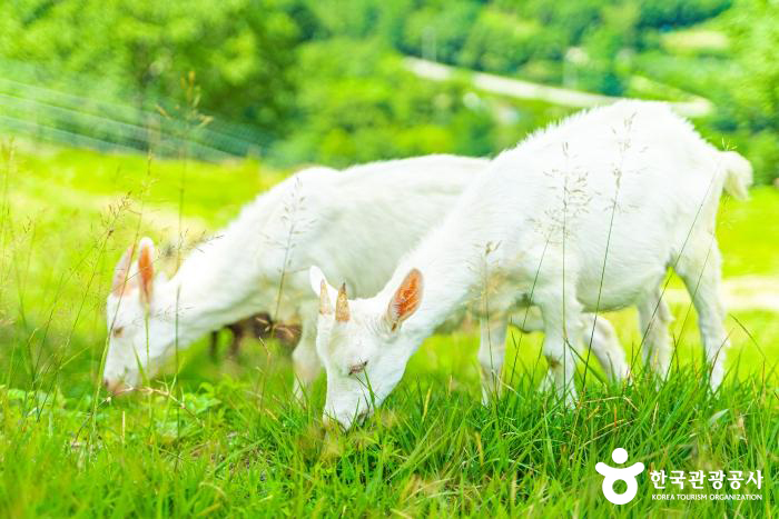 초지에 방목된 산양 - ⓒ 한국관광공사