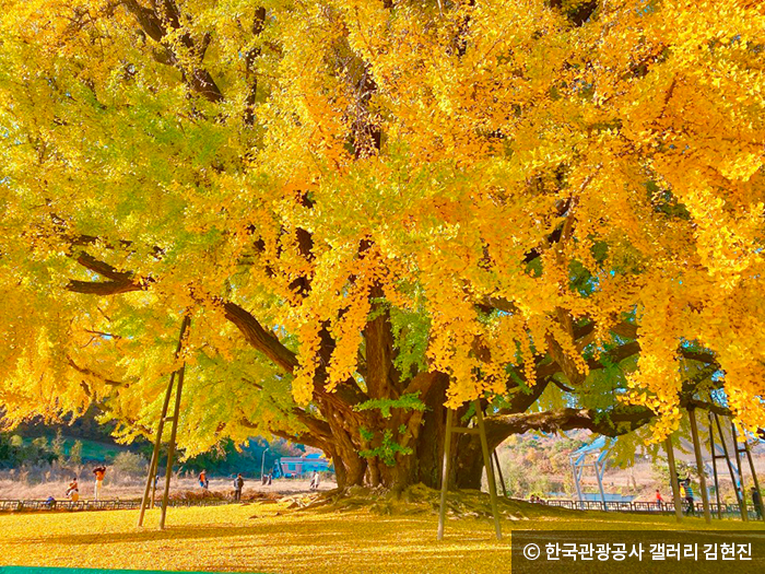 반계리 은행나무 - ⓒ 한국관광공사 갤러리 김현진