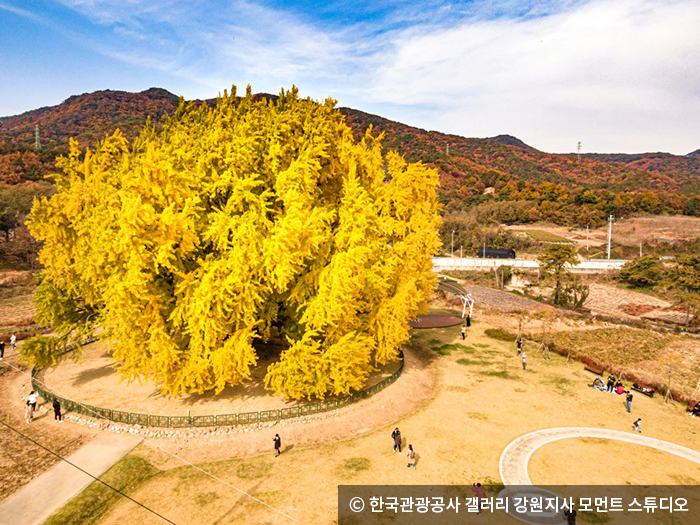 반계리 은행나무 - ⓒ 한국관광공사 갤러리 모먼트 스튜디오
