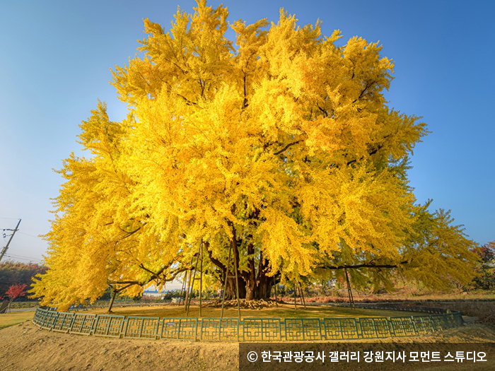 반계리 은행나무 - ⓒ 한국관광공사 갤러리 모먼트 스튜디오