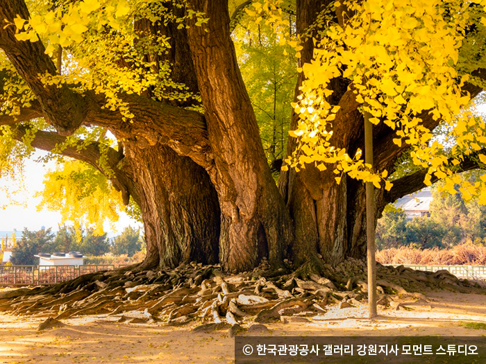 반계리 은행나무 - ⓒ 한국관광공사 갤러리 모먼트 스튜디오