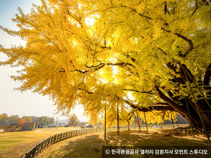 반계리 은행나무 - ⓒ 한국관광공사 갤러리 모먼트 스튜디오