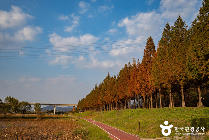 가을빛으로 물든 숲길은 지금 계절에 가장 인기가 좋다 - 한국관광공사