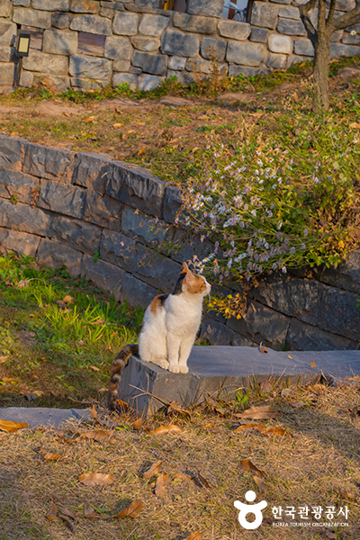고양이들도 편안하게 머무르는 곳이다 - 한국관광공사
