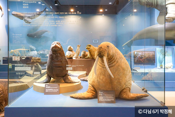 생명진화관 바다코끼리 모형 ⓒ 다님 6기 박정혜