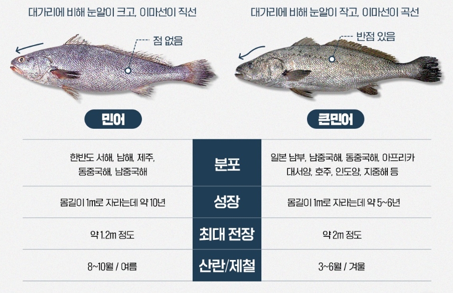 내가 산 민어가 민어가 아니라고? 내가 산 민어가 민어가 아니라고?