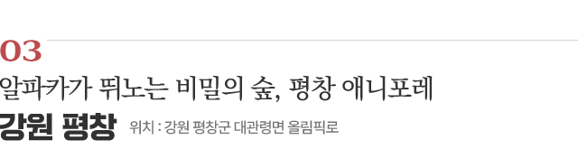 03 알파카가 뛰노는 비밀의 숲, 평창 애니포레 / 위치 : 강원 평창군 대관령면 올림픽로 / 자세히보기