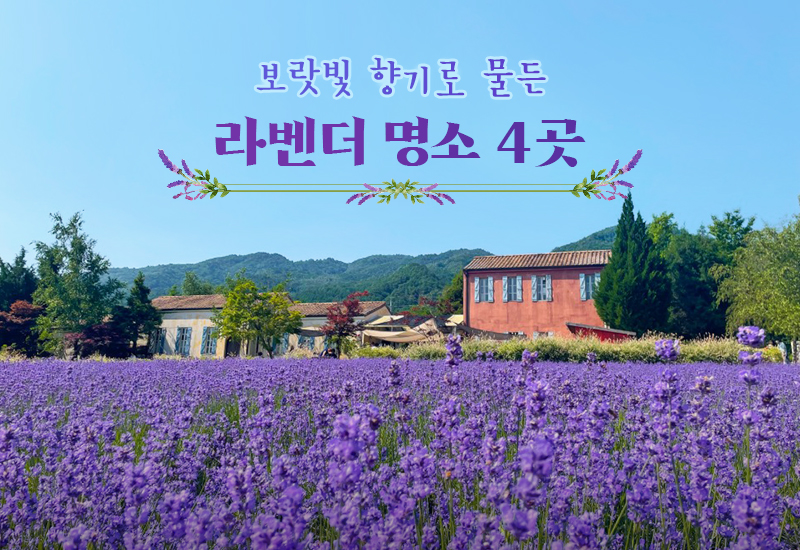 보랏빛 향기로 물든 라벤터 명소 4곳