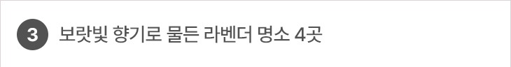 3. 보랏빛 향기로 물든 라벤더 명소 4곳