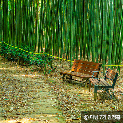 산책로에 설치된 의자에 앉아 대나무숲 그늘이 주는 선선한 공기를 만끽하고 잘 정돈된 길 ⓒ 다님 7기 김정흠