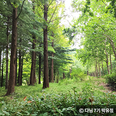 푸른 녹음을 만끽하며 산책을 즐길 수 있다. © 다님 7기 박유정
