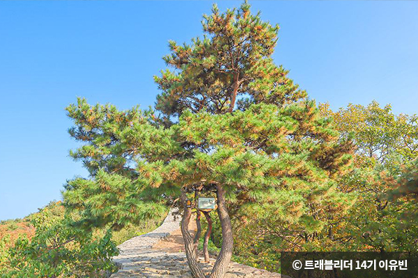 석축산성 중간에 있는 소나무 ⓒ 트래블리더 14기 이유빈