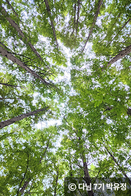 메타세쿼이아 숲에서 올려다본 하늘 © 다님 7기 박유정