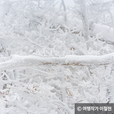 나무가지에 쌓인 눈 © 여행작가 이철현