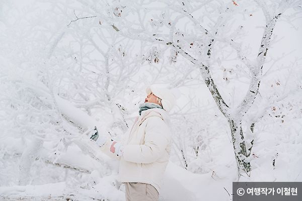 눈이 많이 쌓인 나무앞에서 사진 © 여행작가 이철현