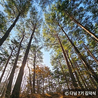 금강소나무를 올려다본 사진 © 다님 7기 김덕식