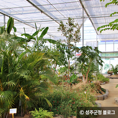 온실에서 각종 아열대 식물 ⓒ 성주군청 블로그